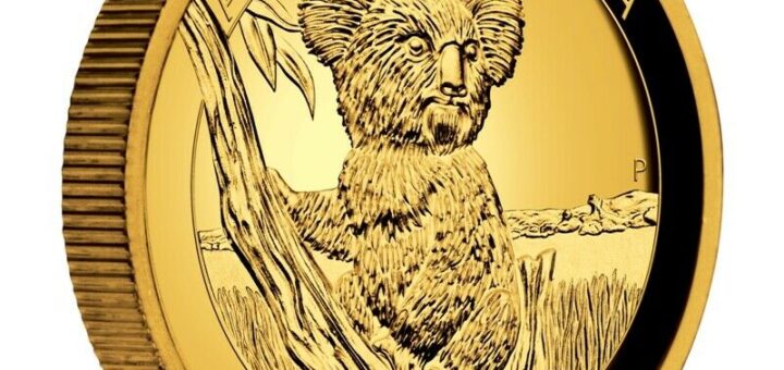 gold koala